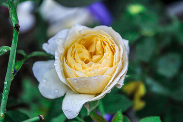 close up selective focus of white yellow rose outdoor with dewdrop or water drop or rain droplet in the garden with blurred background