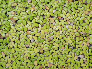 Grail of duckweed in the pond