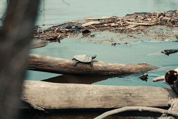 One turtle sits on a log in a river