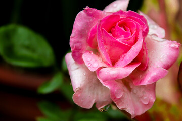 close up selective focus of pink rose outdoor with dewdrop or water drop or rain droplet in the garden with blurred background