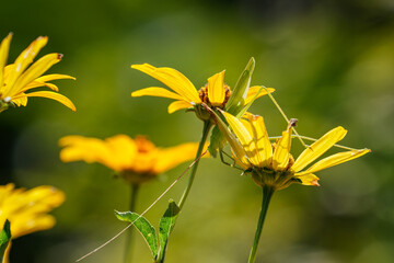 花に身を隠すツユムシ01