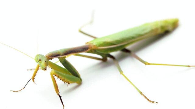 Praying mantis insect, studio video, isolated on white background, close up, motionless insect