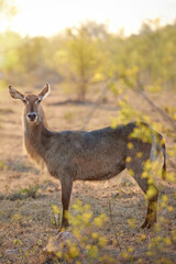 Wilderness, forest and buck with nature, ecology and fauna with animal, grazing and plants. Portrait, outdoor and species with environment, landscape and field with growth, game lodge and tourism