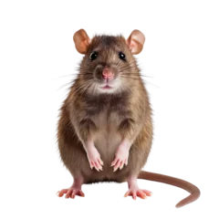 Isolated Brown Rat with Pink Ears and Tail, No Background.