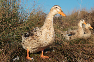 Three Ducks in the Grass