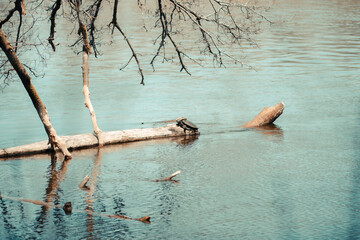Fototapeta premium One turtle sits on a log in a river