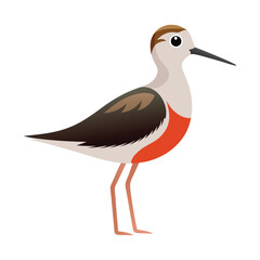 Illustration of Phalarope bird on white
