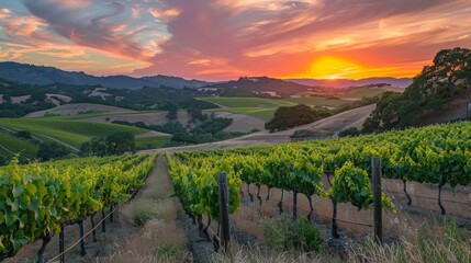Fototapeta premium A panoramic view of green vineyards and hills at sunset, with a vibrant sky casting a warm glow over the lush grape vines and rolling landscape.