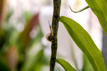 selective focus small transparent snail climbing or walking vertically on the branch of a vine or orchid symbolizes hard work and enthusiasm in achieving dreams