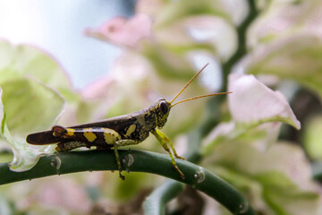 selective focus of a large or adult brown green grasshopper on a flower branch in the garden during the day with a blurred background
