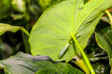 selective focus with flash, green caterpillars are eating leaves hiding under decorative taro leaves in the garden in the afternoon
