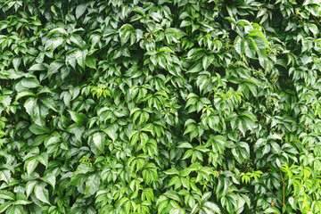 Green leaves texture and climber plant background. Creeper plant patterns on a hedge bush. Natural summer wall for home outdoor decoration. Leafy bush patterns creating a fresh and vibrant ambiance.