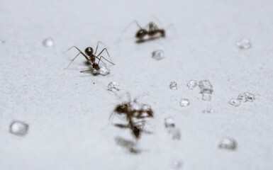 close up selective focus of worker ants getting sugar food to take to the indoor colony house on a white background
