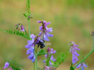 A bumblebee wrestles with a purple flower