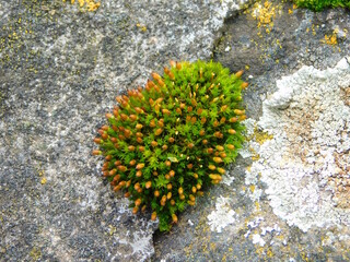 A tuft of moss on the concrete