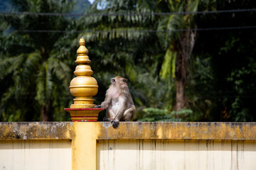 In Thailand, Khao Sok, monkeys like to chill in temples.