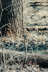 Black and white woodpecker on small tree