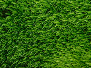 Close-up of close-up forest moss in a tuft