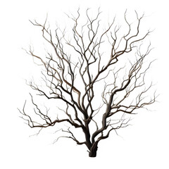 arbre sec isol&eacute;