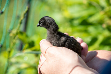 Poussin Ayam Cemani tenu dans une main. La poule Ayam Cemani est une race de poule originaire de l'île de Java. Elle a un plumage foncé, entièrement noir. Son bec, ses caroncules et sa chair sont enti