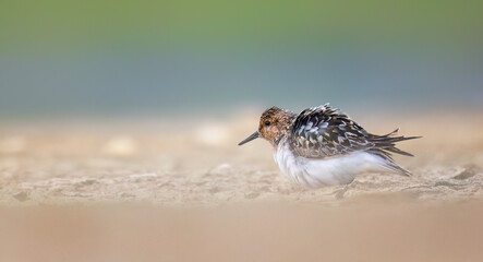 Calidris alba sandy sandstone he walks along the water's edge on the sand looking for food.