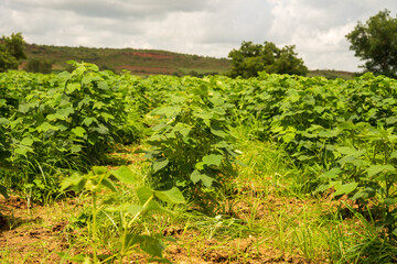 Obraz premium cotton field on the small stage corner view