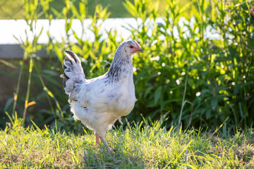 Jeune poule de race de Sussex blanche herminé, en liberté, debout dans un jardin. Scène ensoleillée dans le poulailler en extérieur. La sussex est une race de poule domestique d'origine anglaise, très