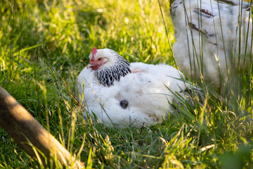Deux poussins se cachent dans les plumes d'une poule Sussex pour se protéger. Scène ensoleillée...