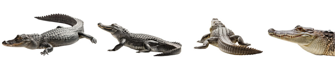 Obraz premium Baby Caiman or Alligator in various poses, including swimming and close-up headshot. Isolated on a white background for easy use in educational or nature projects.