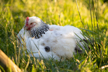 Deux poussins se cachent dans les plumes d'une poule Sussex pour se protéger. Scène ensoleillée dans le poulailler extérieur.