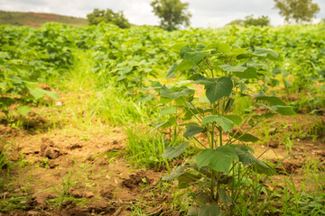 closeup of young cotton plant