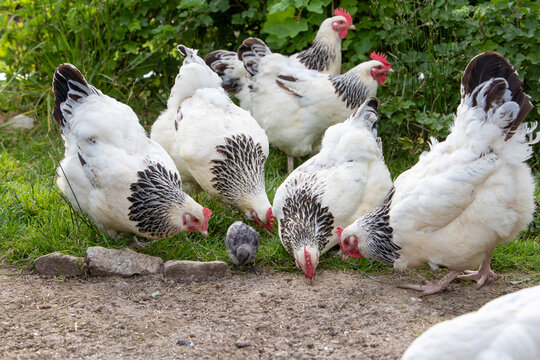 Groupe de poules de race Sussex, en libert&eacute;, qui picorent des graines avec des poussins dans une basse-cour. Sc&egrave;ne dans le poulailler en ext&eacute;rieur.