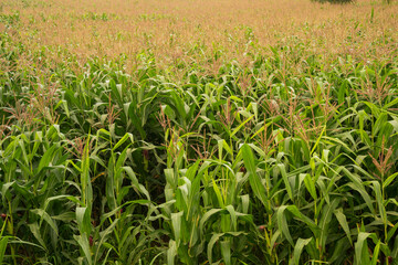 Young green corn growing on the field