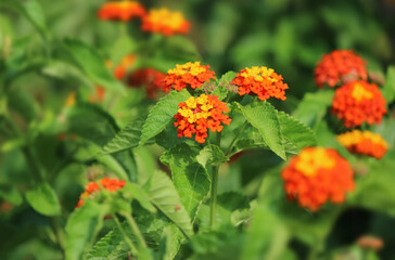 Lantana flower in the garden