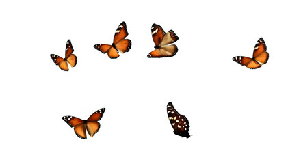 groupe de papillon en vol six