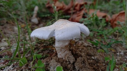 Termitomyces Fungi or fresh white Mushrooms