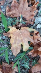 Beautiful yellow Maple shrived leaves, beauty of nature