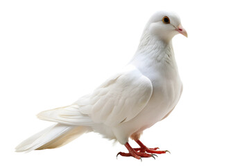 Naklejka premium white dove isolated, peace symbol, white pigeon