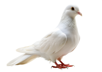 white dove isolated, peace symbol, white pigeon