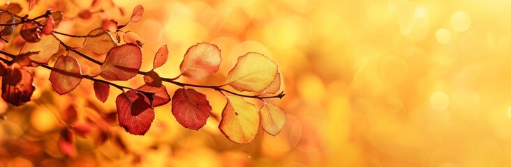 Obraz premium Autumn leaves on a branch with a bokeh background of golden colors.