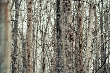 Squirrel in a bare tree