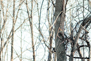 Squirrel in a bare tree