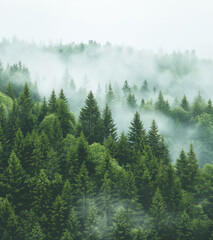 Aerial view of a misty fir forest with glowing sun light a foggy, nature landscape at sunrise. A scenic dreamy dawn background  © theevening