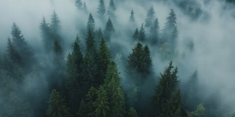 Fototapeta premium Aerial view of a misty fir forest with glowing sun light a foggy, nature landscape at sunrise. A scenic dreamy dawn background 