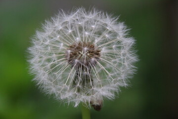 Fototapeta premium Pusteblume 