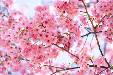 Closed up background of pink color flower sakura (cherry) blossom