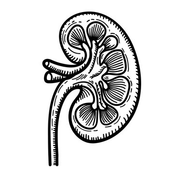 recommend clip art: Illustration of kidney drawing, in line art style, organ, human, drawing, vector