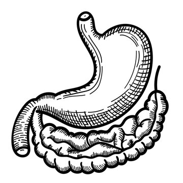 recommend clip art: Illustration of stomach drawing, in line art style, organ, human, drawing, vector