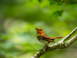森の中で水浴びの後に枝に飛び乗ったコマドリの雄