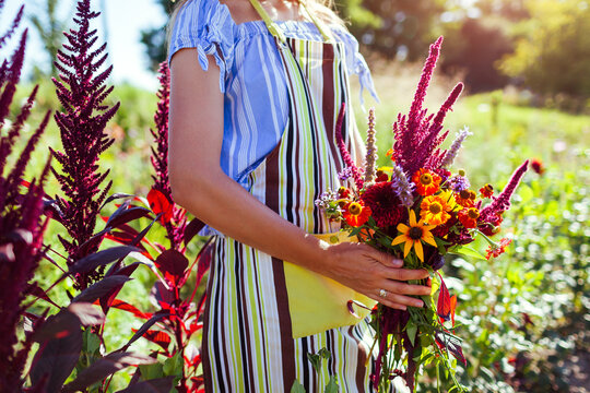 Gardener woman holds bouquet of freshly picked dahlia amaranth helenium blooms. Farmer arranged flowers in summer garden